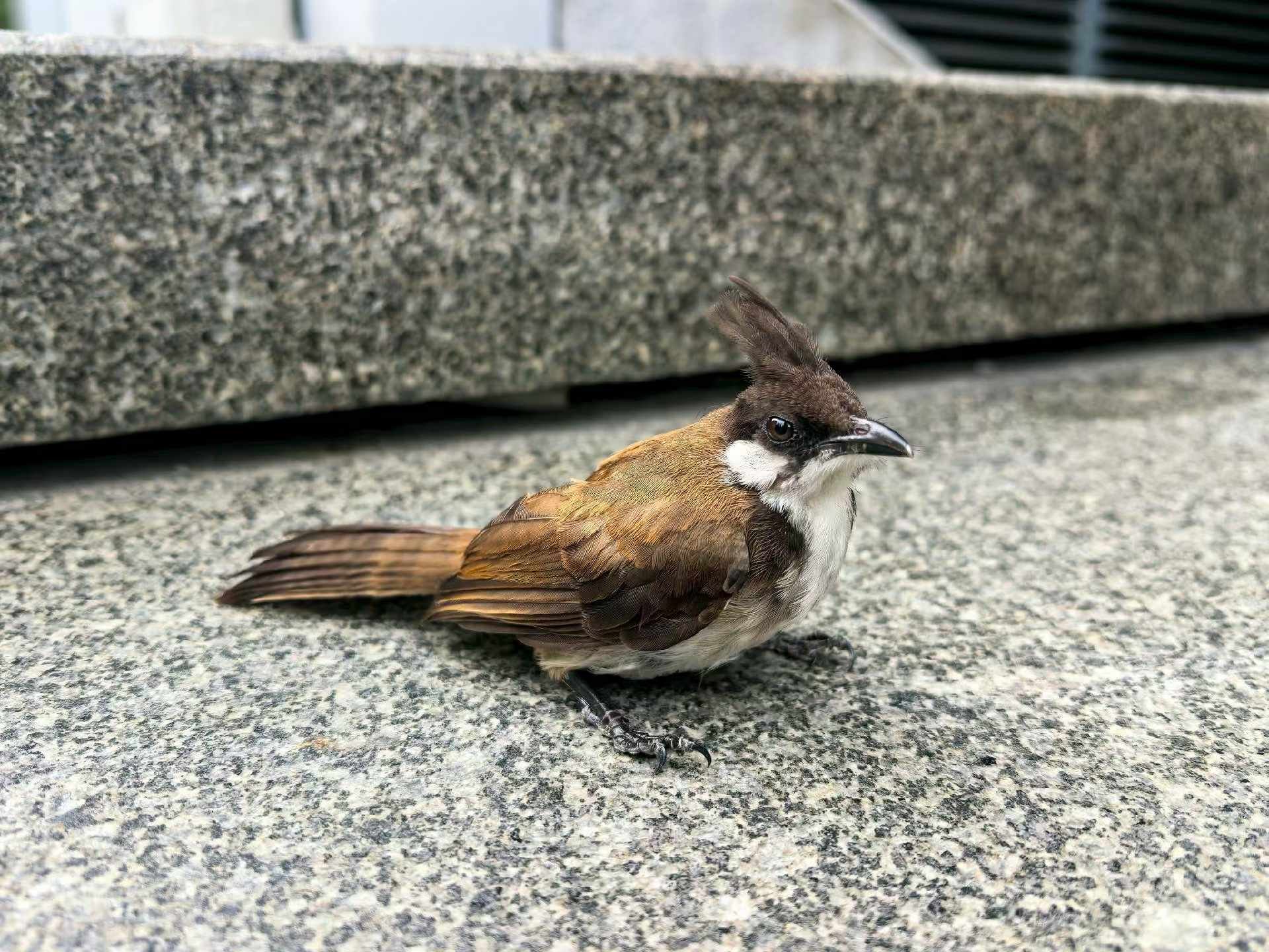 租房送一只（周六限定
